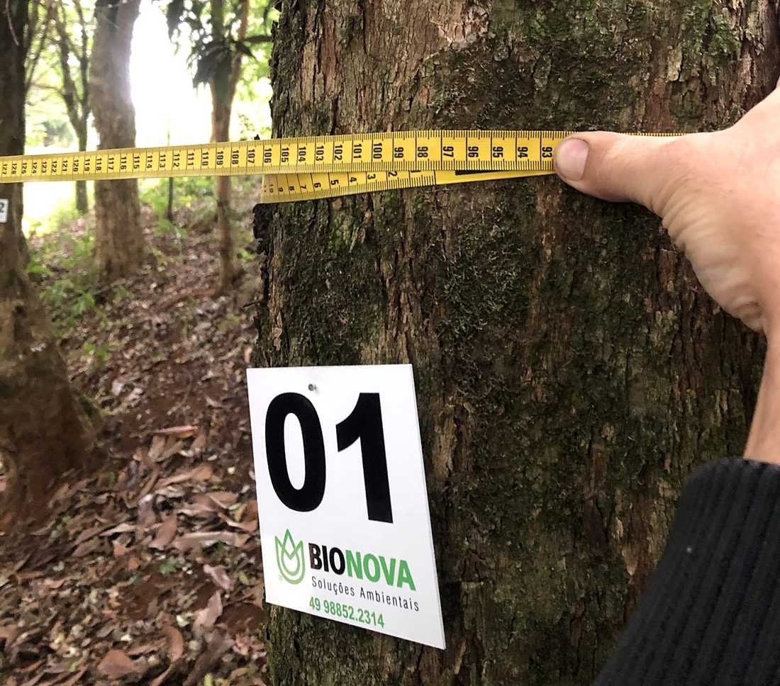 Medição de uma árvore em levantamento florestal, com a placa de identificação da Bionova