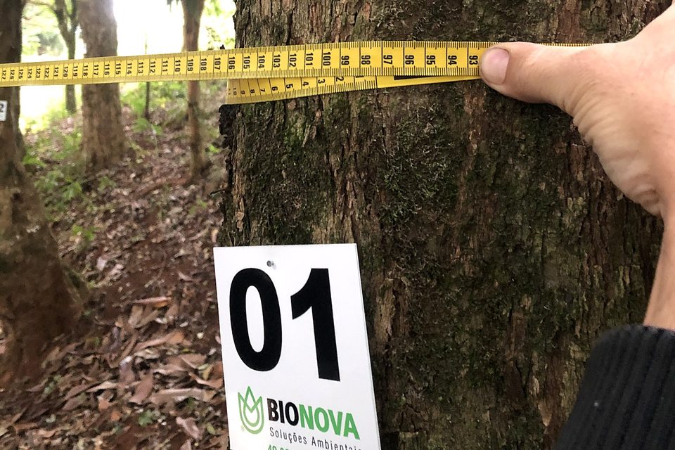 Medição de árvore em levantamento florestal, com a placa de identificação da Bionova