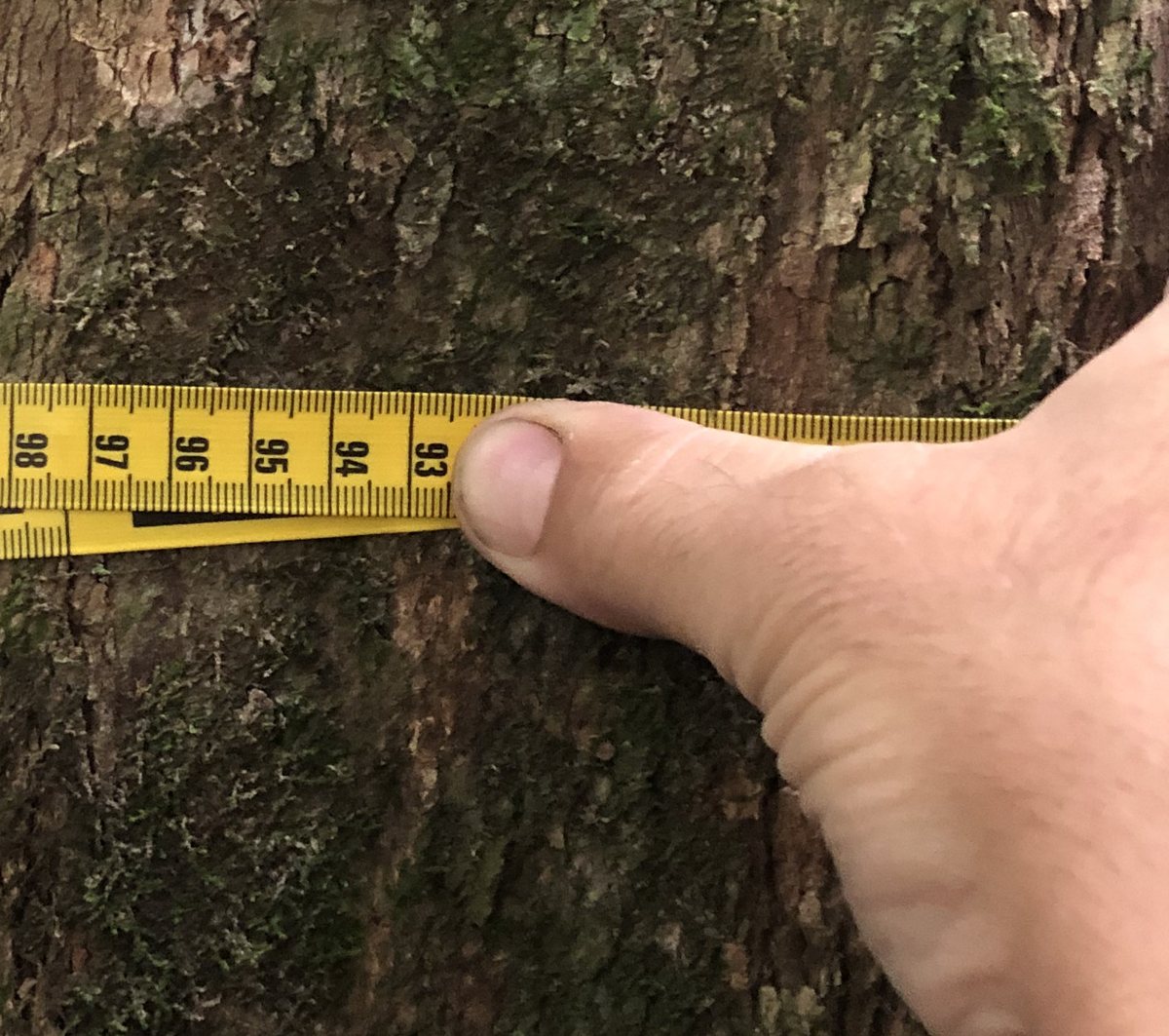 Fita métrica ao redor do tronco de uma árvore, em medição de campo